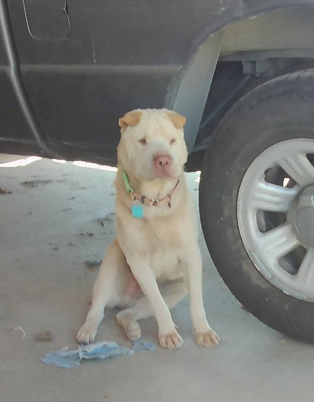 Enlarge Simon, a Adoptable Shar-Pei in Lake Forest, CA image 1/3