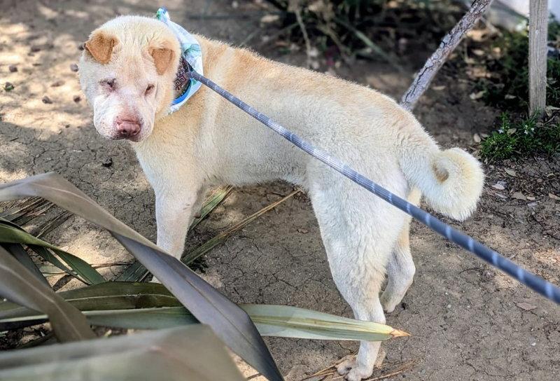 Enlarge Simon, a Adoptable Shar-Pei in Lake Forest, CA image 1/3