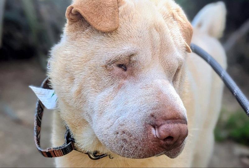 Enlarge Simon, a Adoptable Shar-Pei in Lake Forest, CA image 2/3