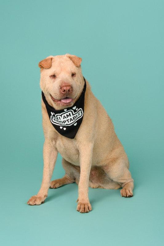 Enlarge Simon, a Adoptable Shar-Pei in Lake Forest, CA image 1/3