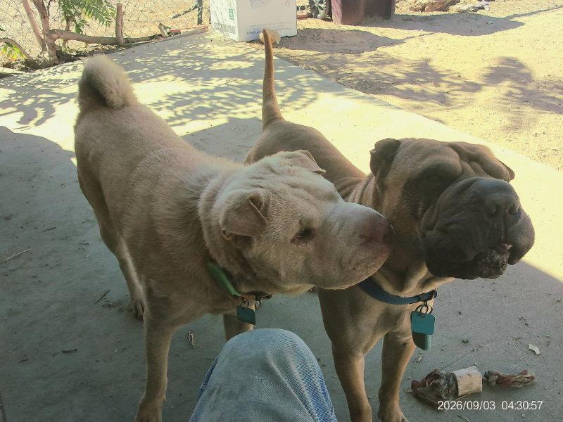 Enlarge Simon, a Adoptable Shar-Pei in Lake Forest, CA image 3/3