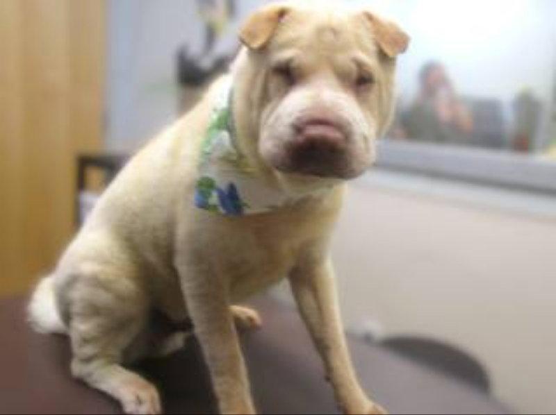 Enlarge Simon, a Adoptable Shar-Pei in Lake Forest, CA image 3/3