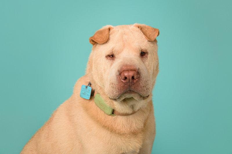 Enlarge Simon, a Adoptable Shar-Pei in Lake Forest, CA image 2/3