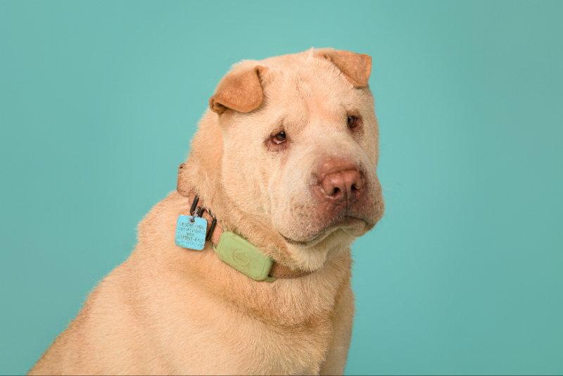Enlarge Simon, a Adoptable Shar-Pei in Lake Forest, CA image 3/3