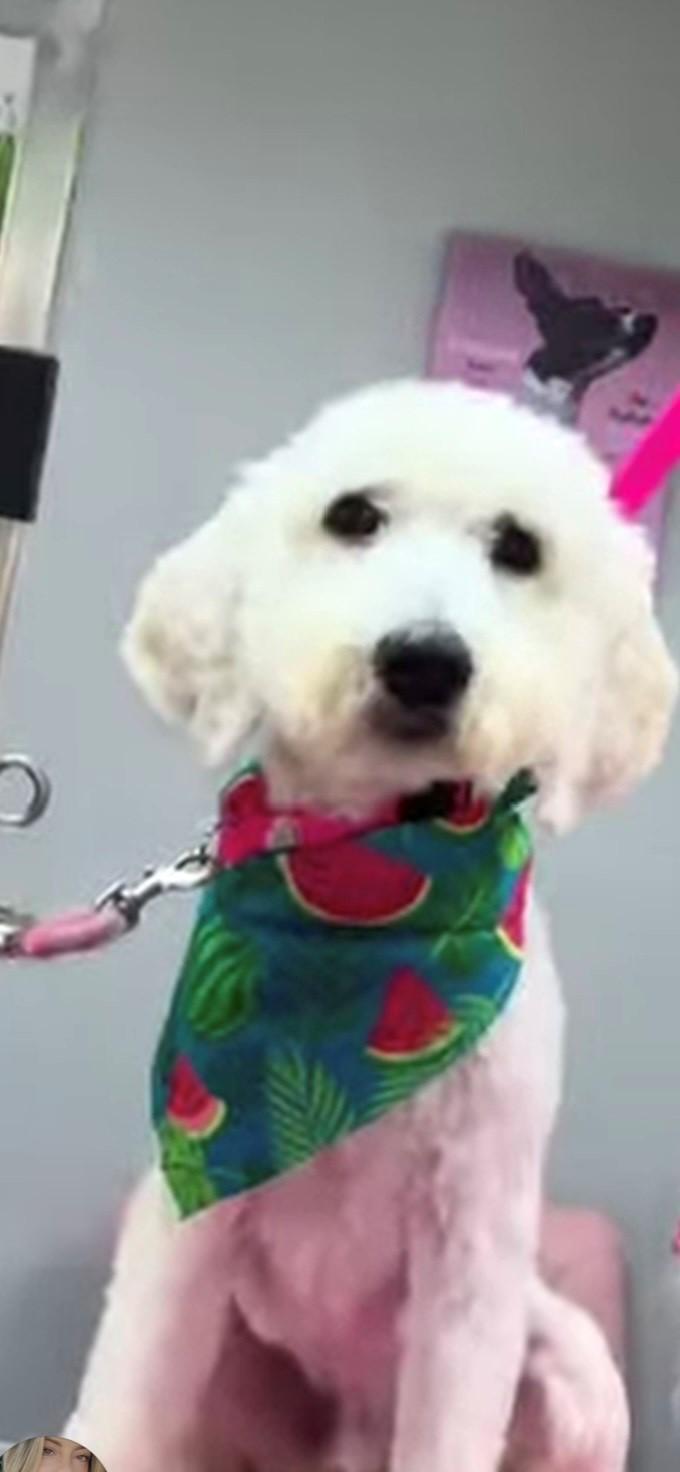 Chance, adopted, Young Male Goldendoodle.