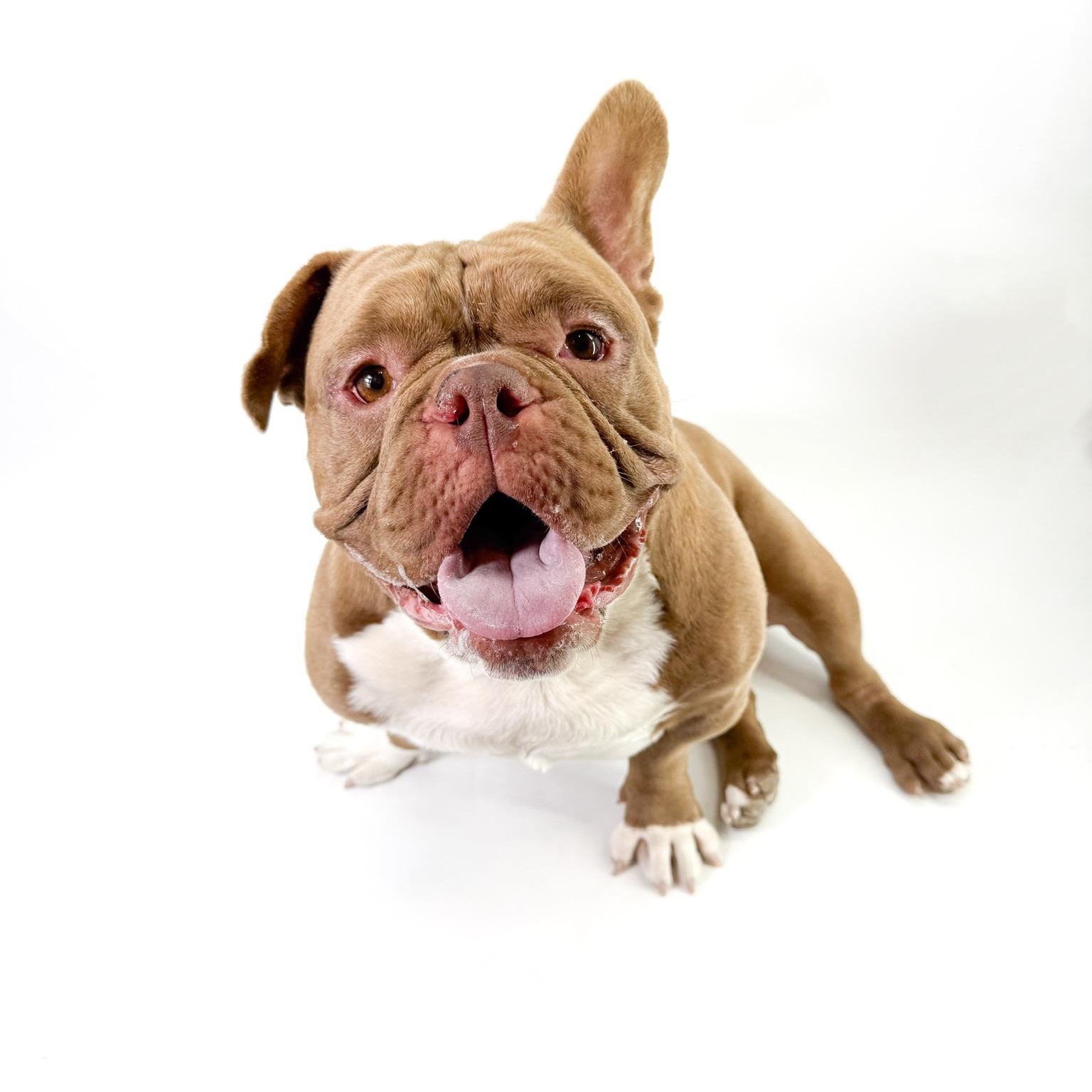 Will, adopted, Adult Male American Bully.