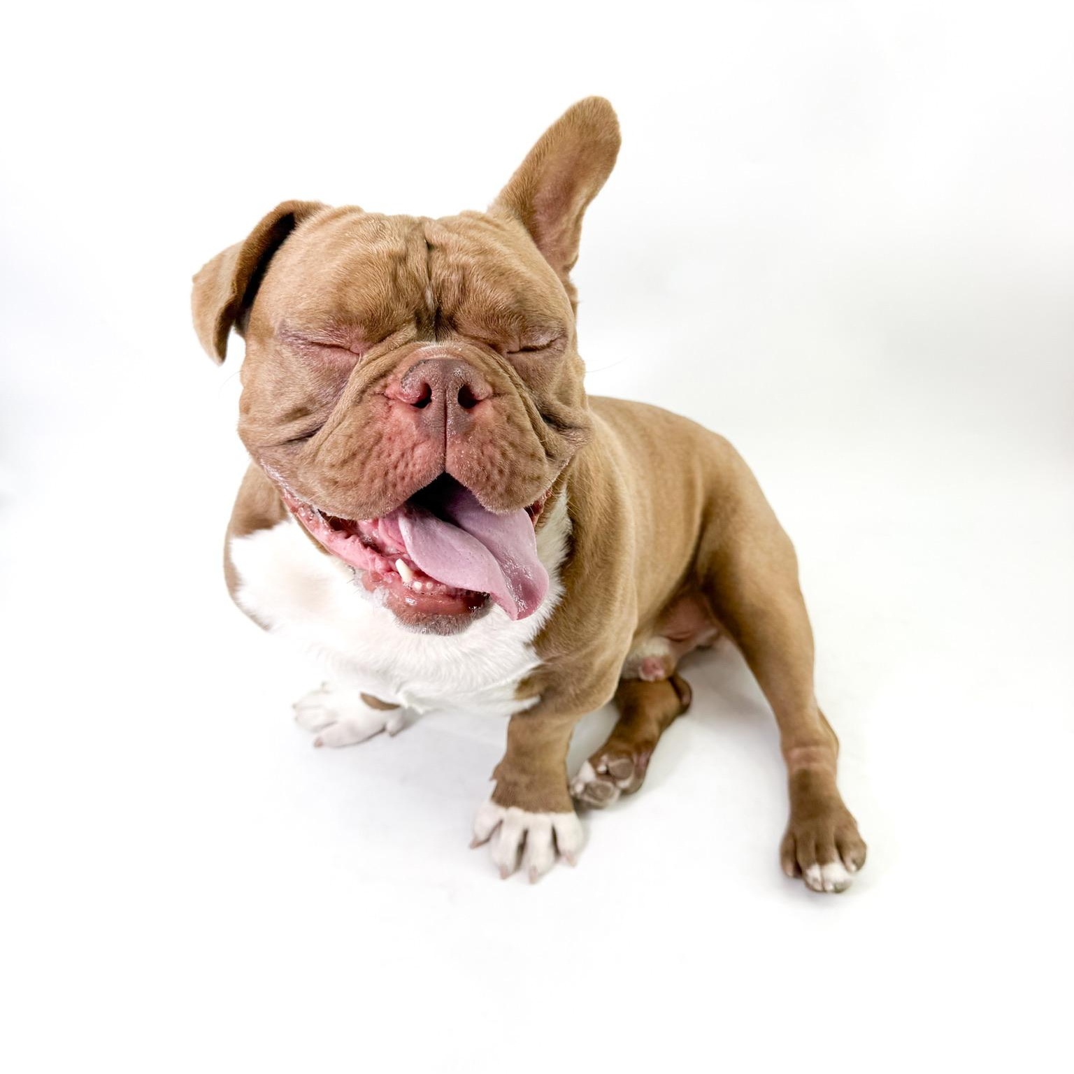 Enlarge Will, an adopted American Bully in Scottsdale, AZ image 4/4