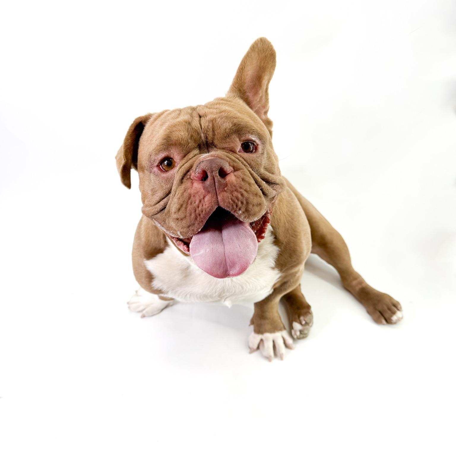 Enlarge Will, an adopted American Bully in Scottsdale, AZ image 3/4