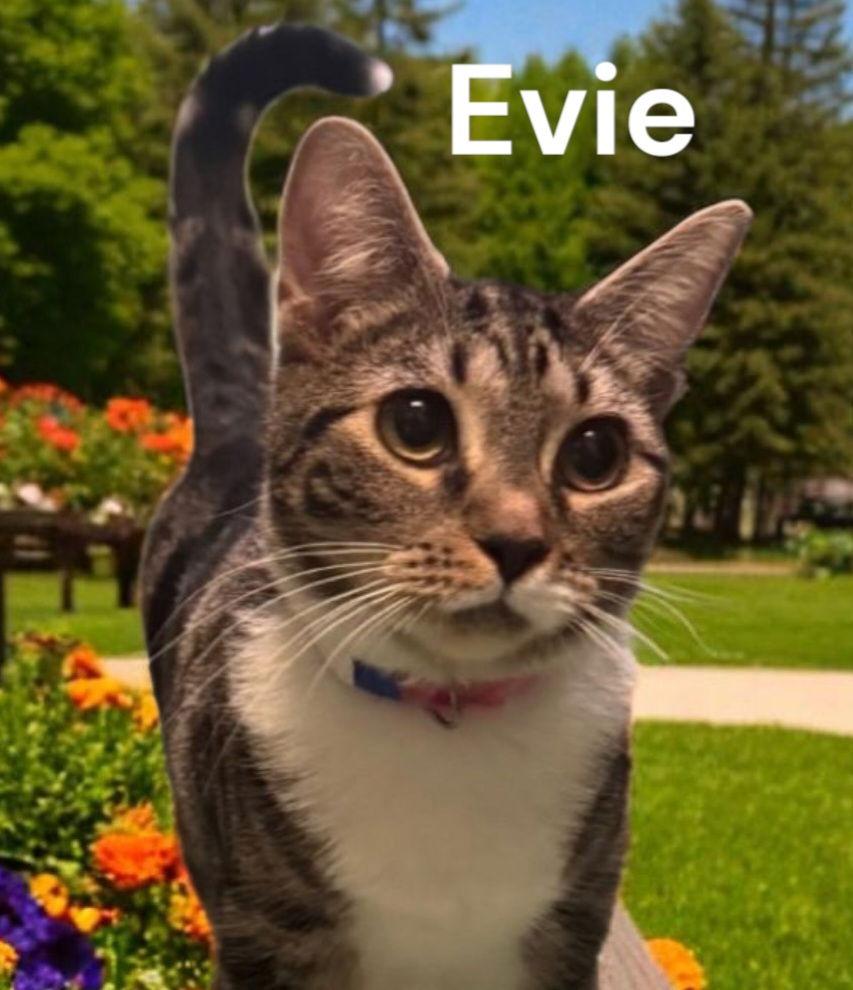 Enlarge Evie, a Adoptable Tabby in Chesapeake, VA image 1/3