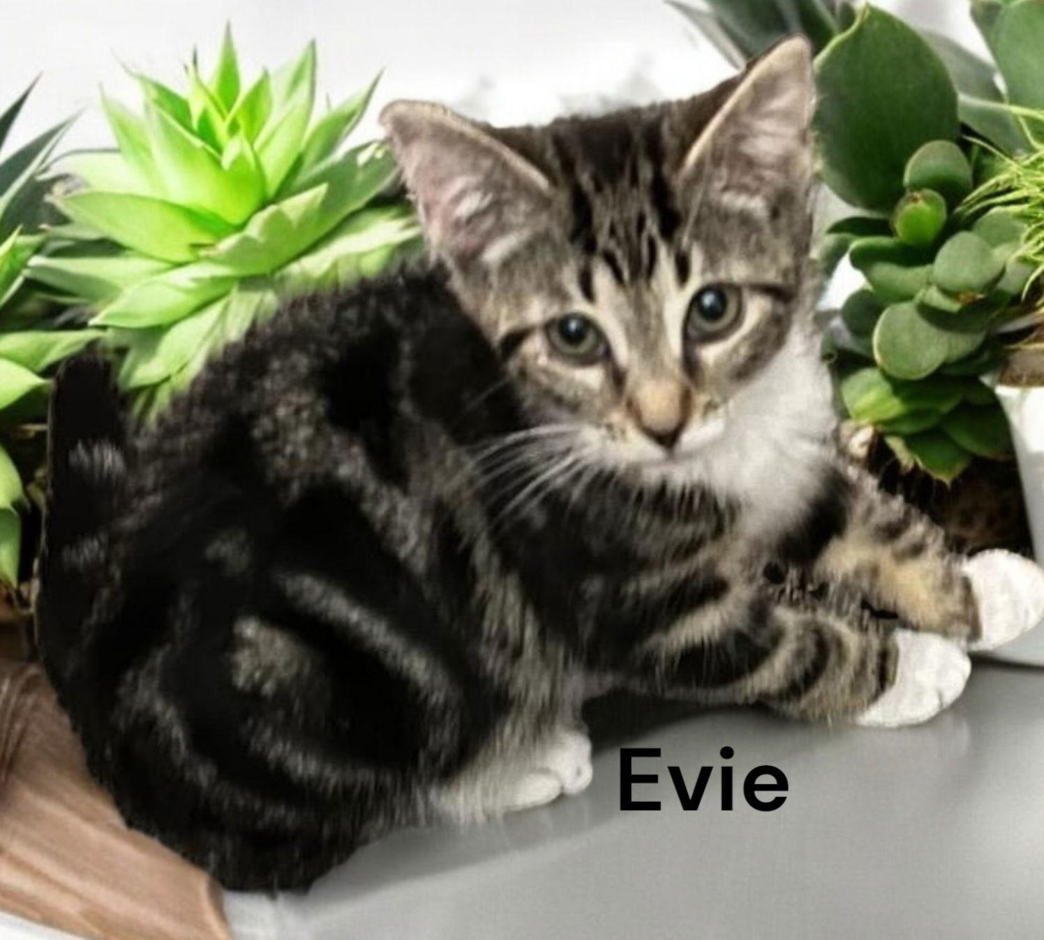 Enlarge Evie, a Adoptable Tabby in Chesapeake, VA image 2/3