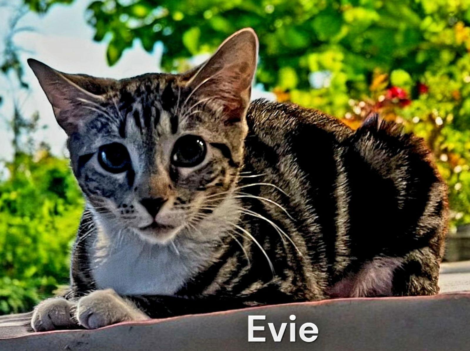 Enlarge Evie, a Adoptable Tabby in Chesapeake, VA image 3/3
