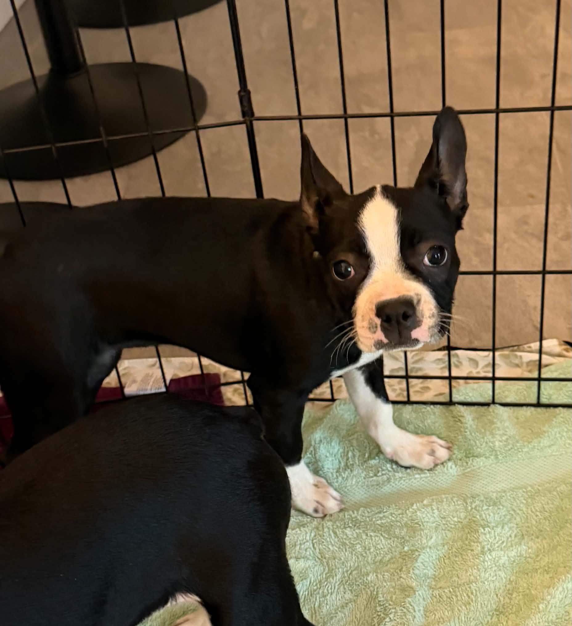 Sookie, Adoptable, Puppy Female Boston Terrier.