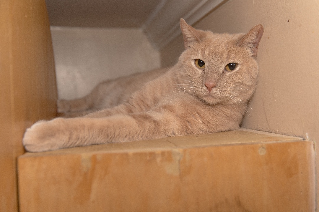 Enlarge Teeth, a Adoptable Domestic Short Hair in Chicago, IL image 1/2