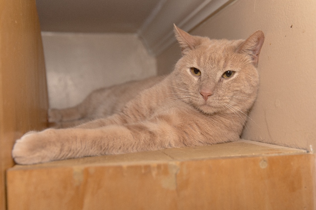Enlarge Teeth, a Adoptable Domestic Short Hair in Chicago, IL image 2/2