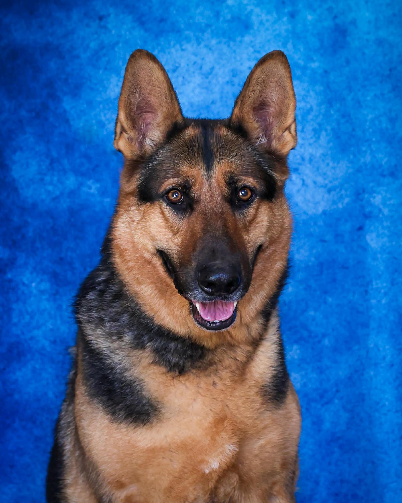 CHOWDER (0357), ADOPTABLE, Adult Male German Shepherd Dog.
