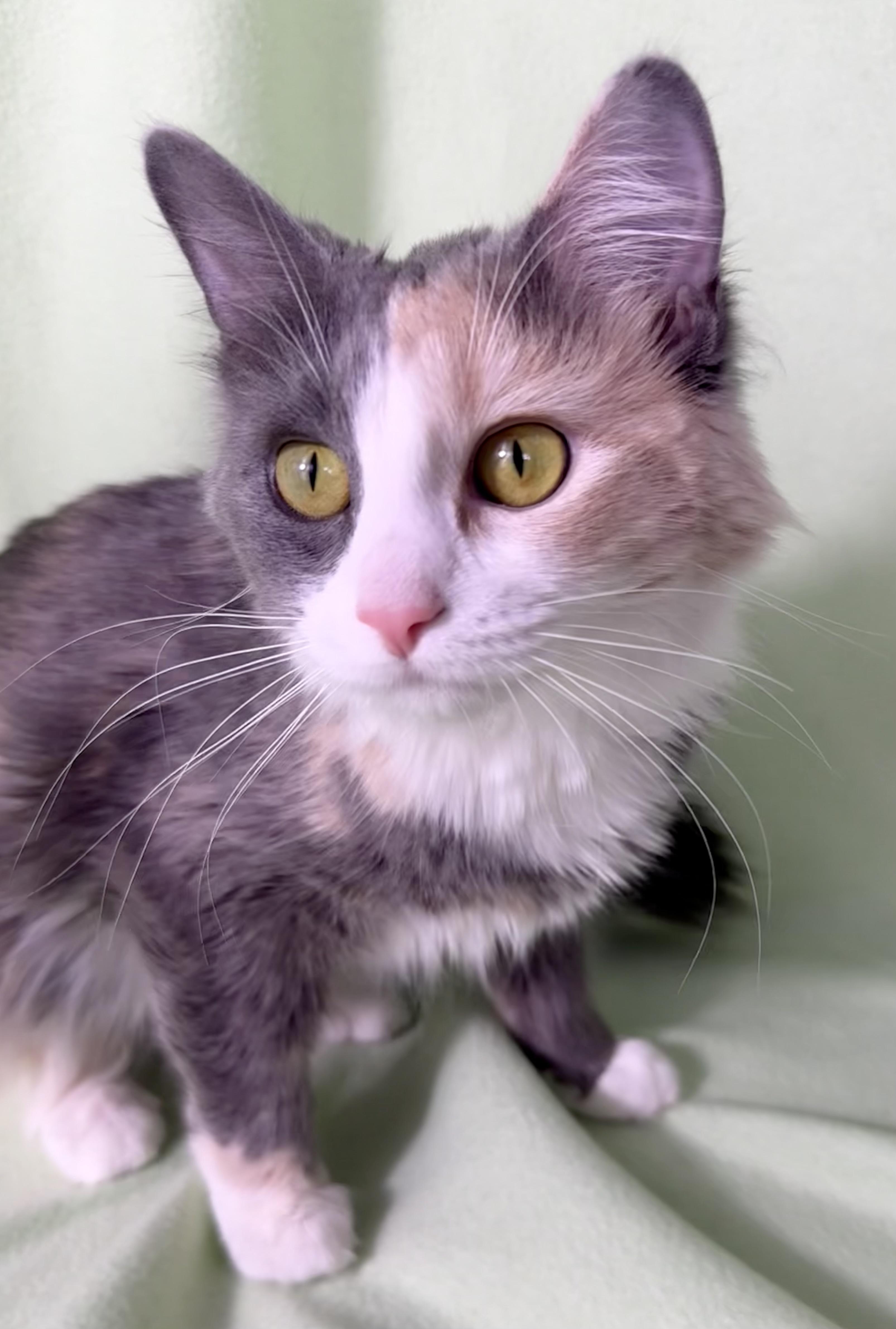 Sadie, adopted, Young Female Dilute Calico.