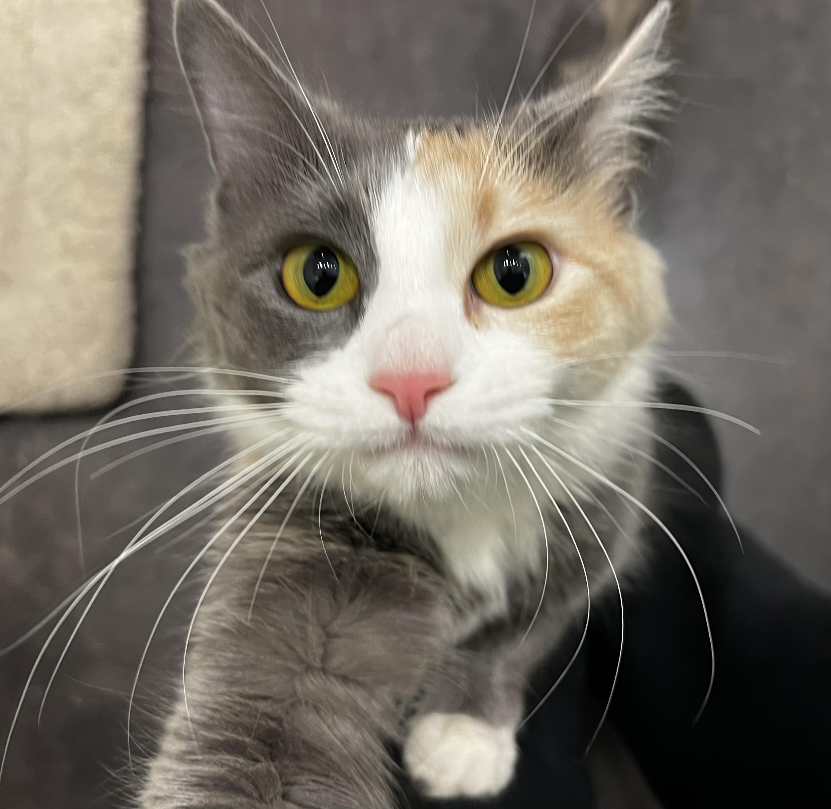 Sadie, an adopted Dilute Calico in Minneapolis, MN image 3/6
