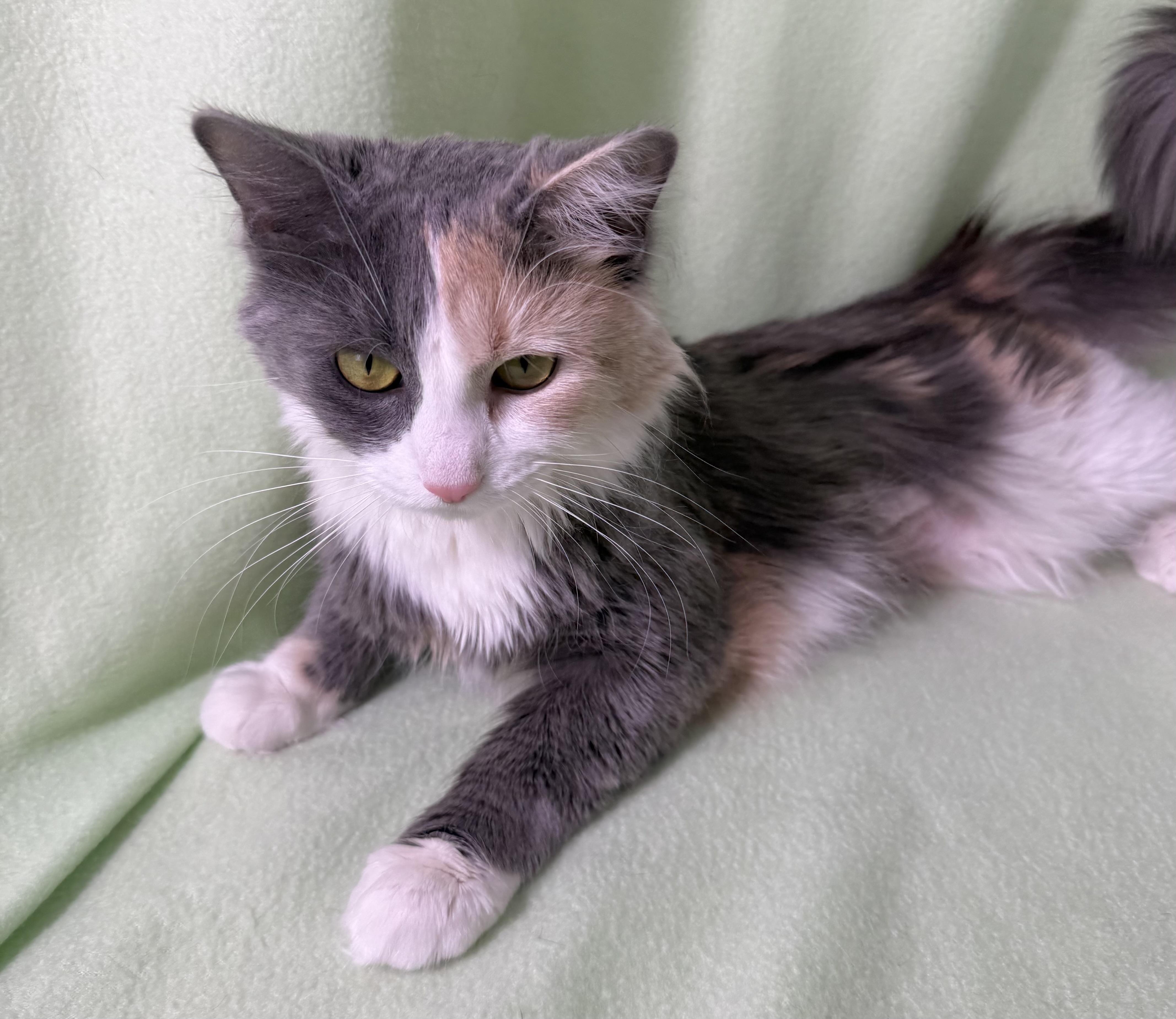 Sadie, an adopted Dilute Calico in Minneapolis, MN image 2/6