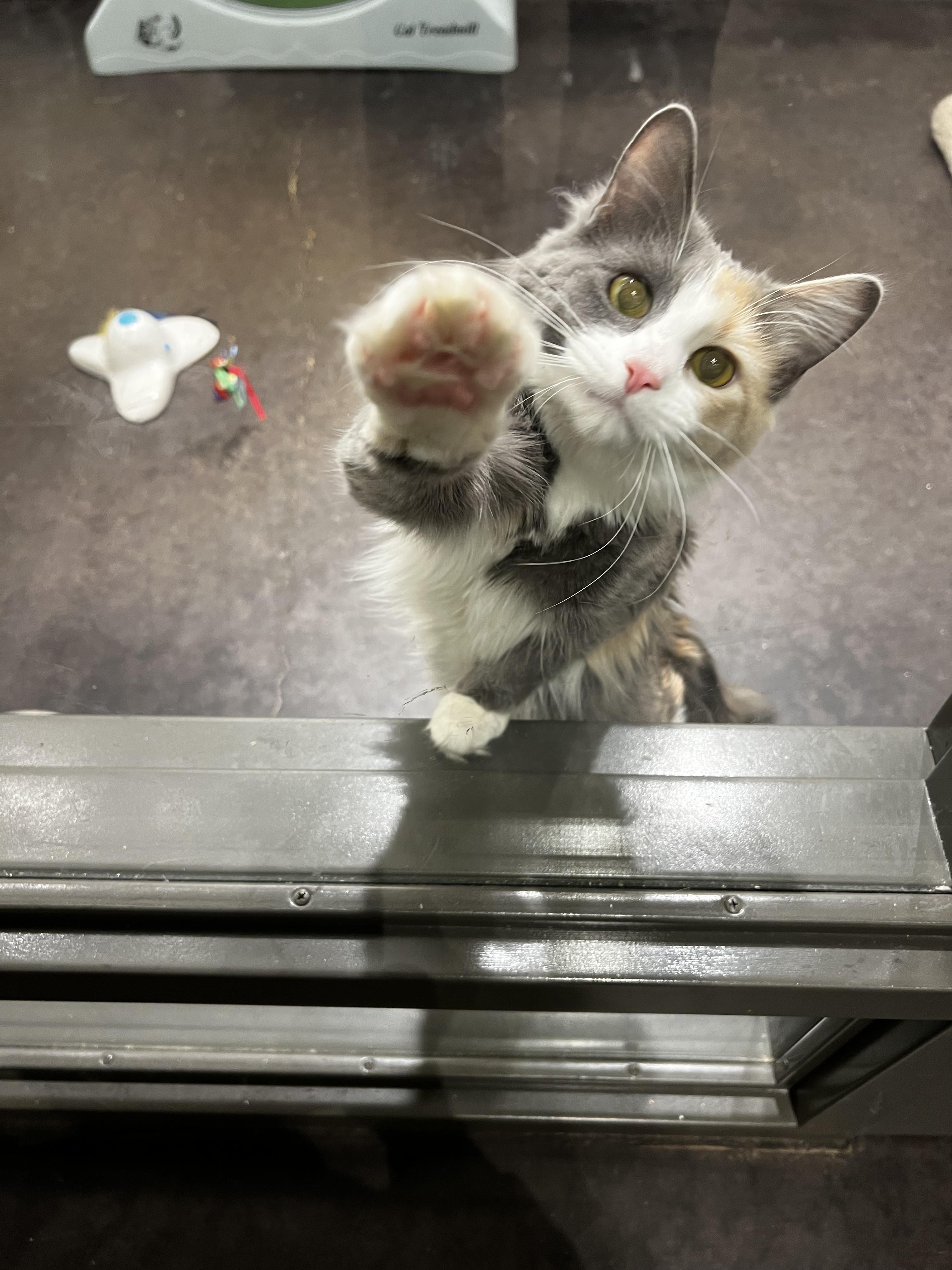 Sadie, an adopted Dilute Calico in Minneapolis, MN image 5/6