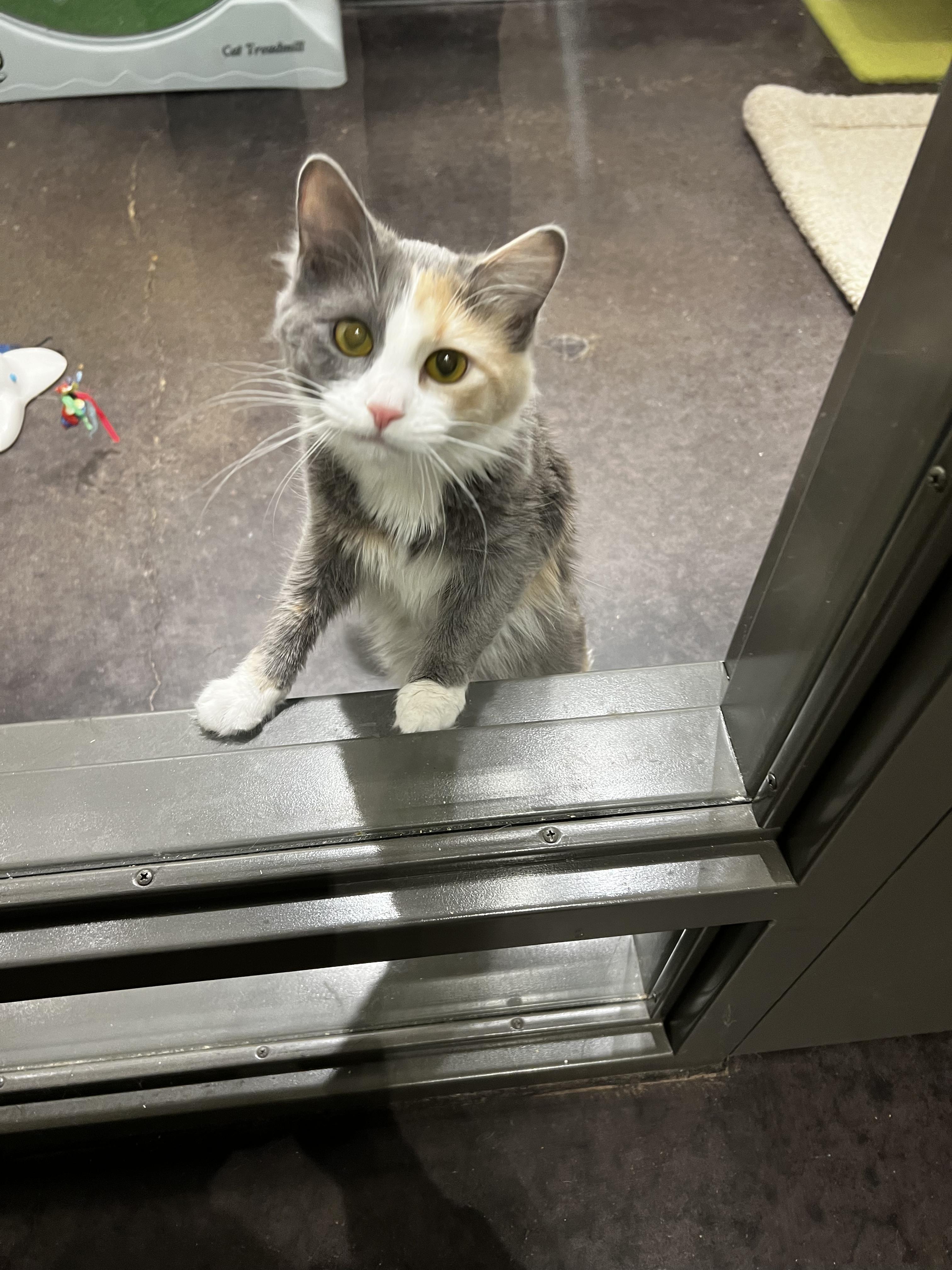 Sadie, an adopted Dilute Calico in Minneapolis, MN image 6/6