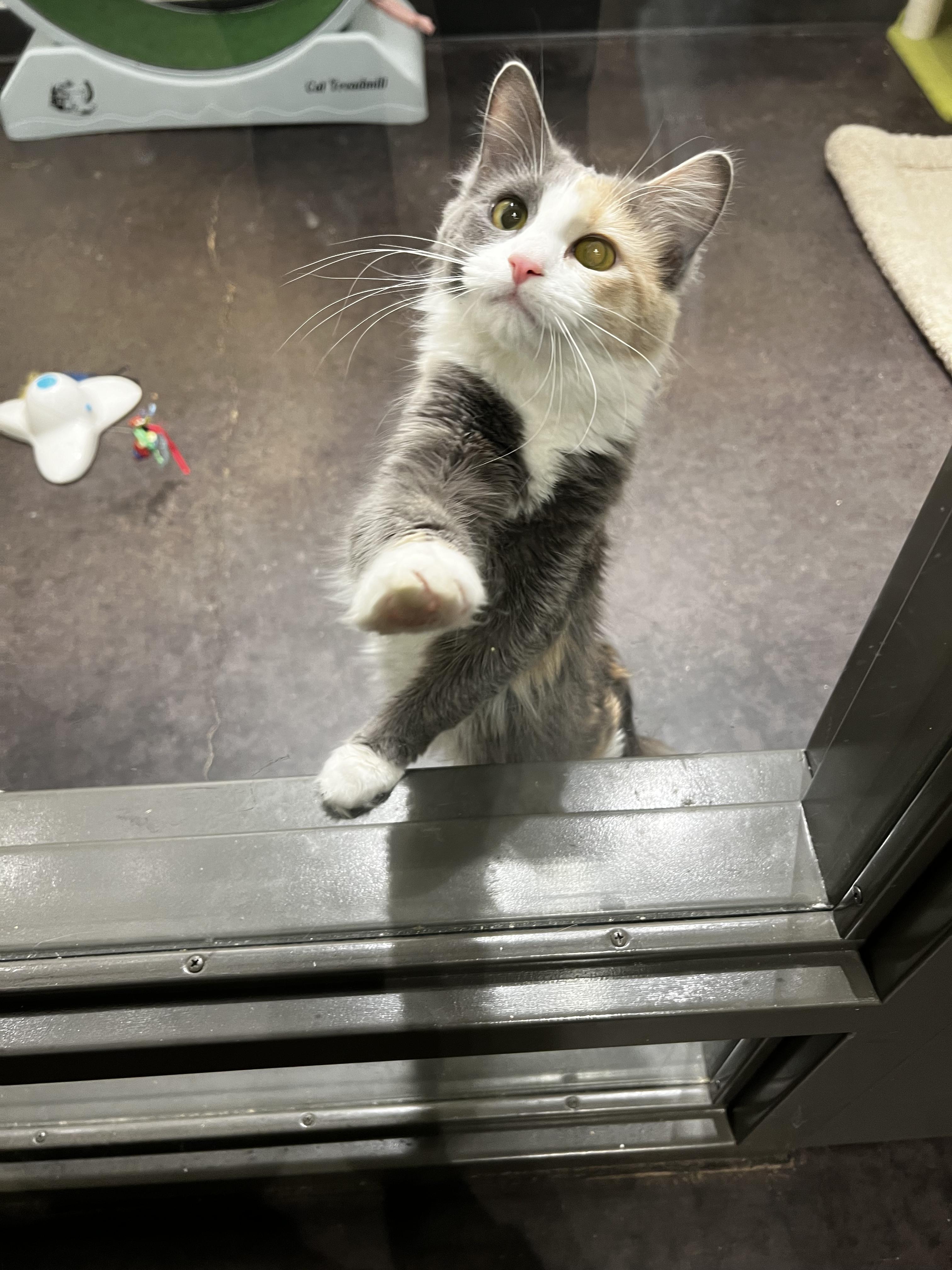 Sadie, an adopted Dilute Calico in Minneapolis, MN image 4/6