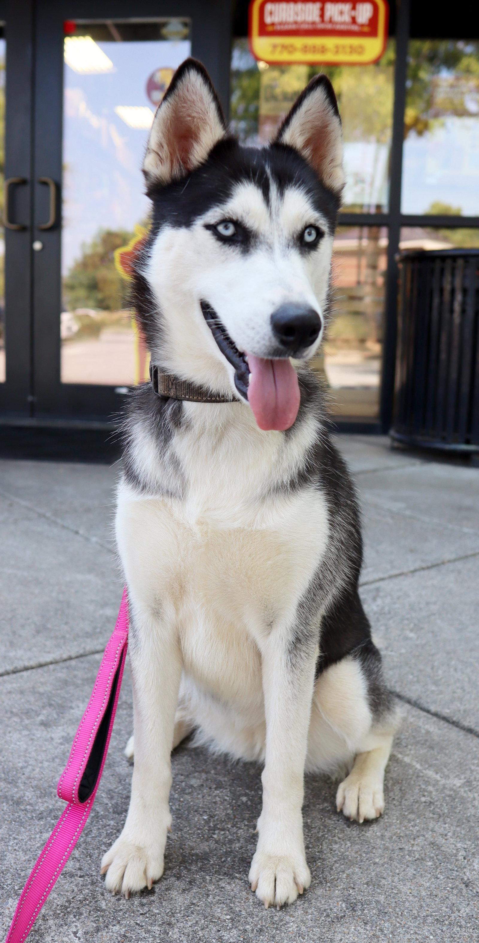 Enlarge Farrah, a Adoptable Siberian Husky in Cumming, GA image 1/3
