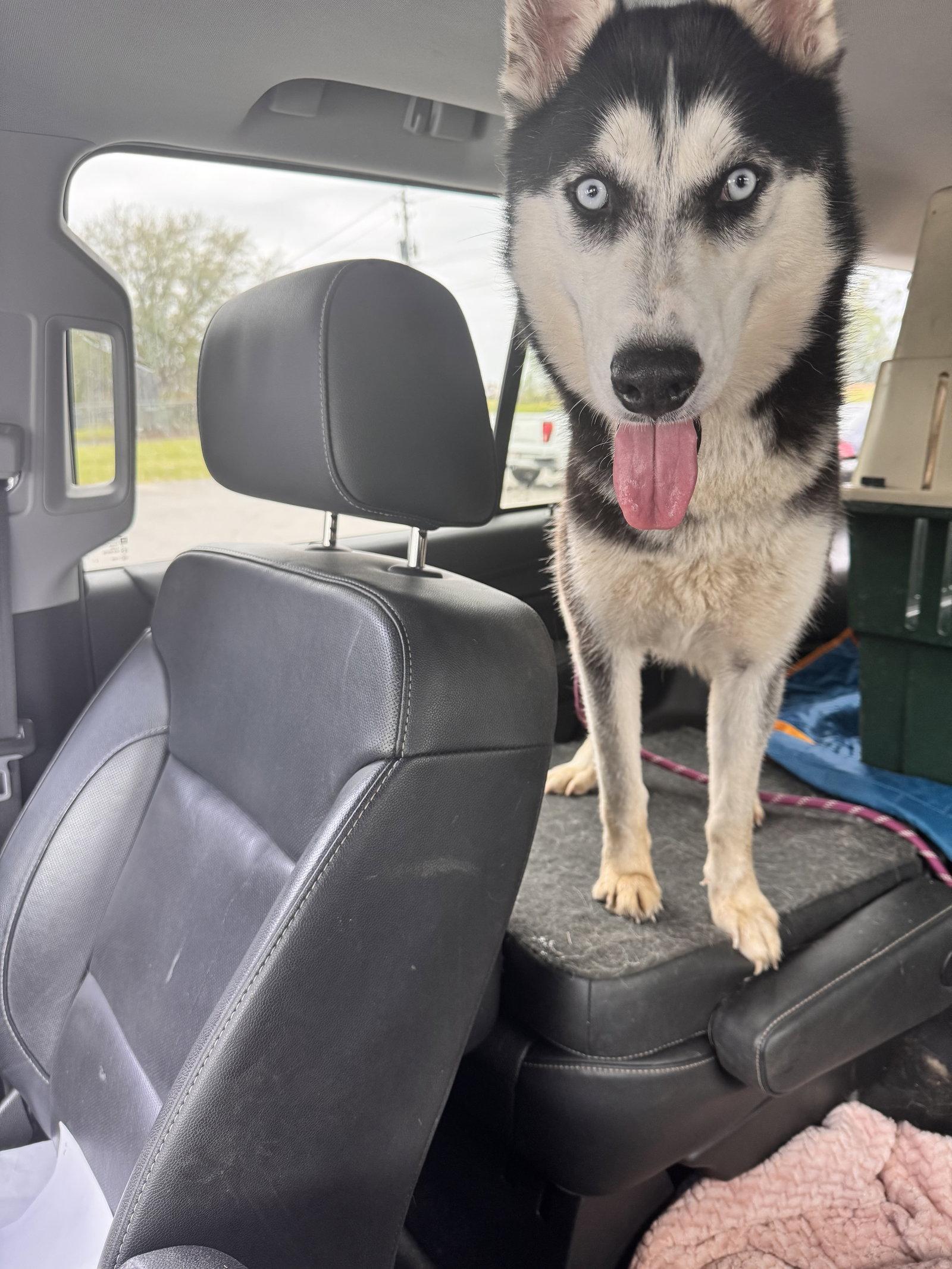 Farrah, Adoptable, Young Female Siberian Husky.