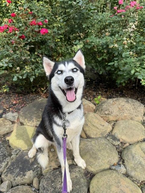 Farrah, a Adoptable Siberian Husky in Cumming, GA image 1/3