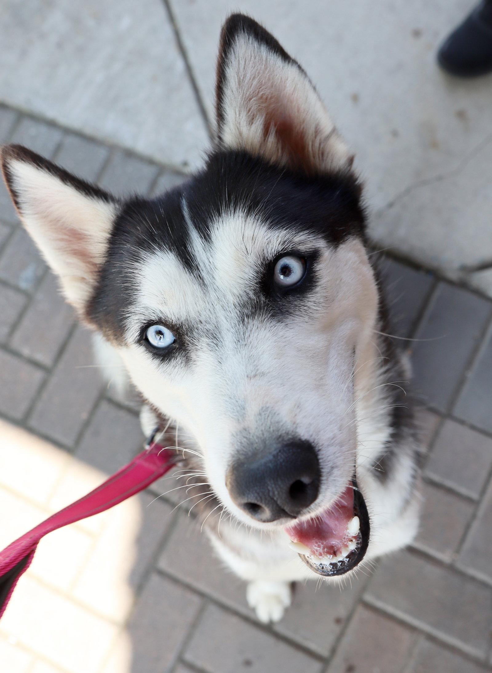 Enlarge Farrah, a Adoptable Siberian Husky in Cumming, GA image 2/3