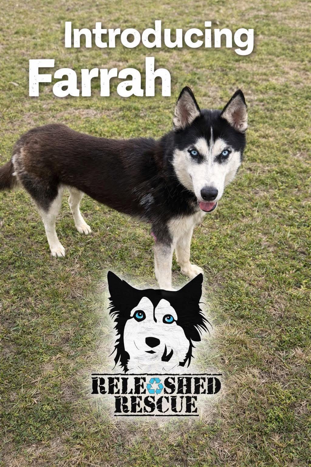 Farrah, Adoptable, Young Female Siberian Husky.