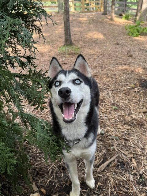 Farrah, a Adoptable Siberian Husky in Cumming, GA image 2/3
