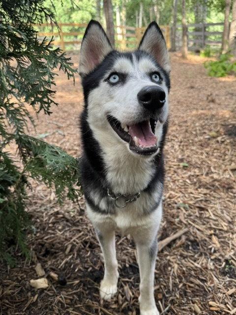 Farrah, a Adoptable Siberian Husky in Cumming, GA image 3/3