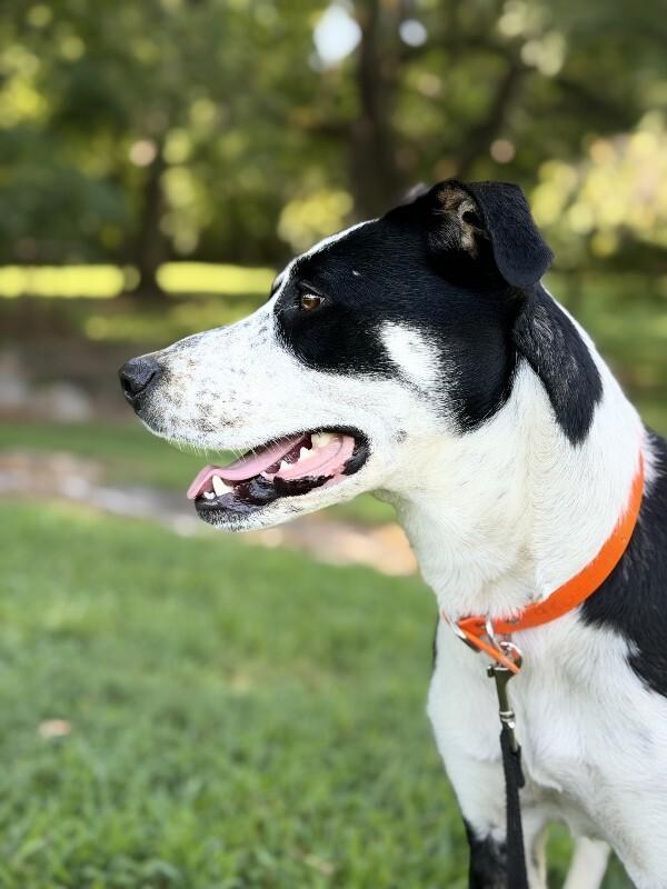 Poppy, Adoptable, Young Female Mixed Breed.