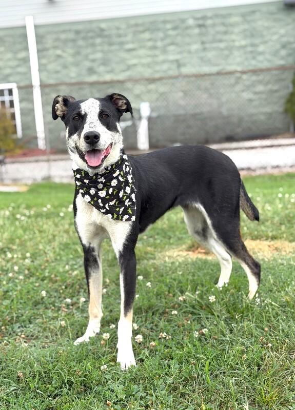 Poppy, a Adoptable Mixed Breed in Maryville, TN image 1/4