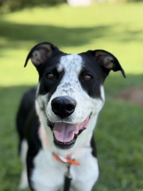 Enlarge Poppy, a Adoptable Mixed Breed in Maryville, TN image 2/6