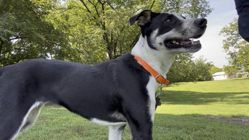 Enlarge Poppy, a Adoptable Mixed Breed in Maryville, TN image 3/6