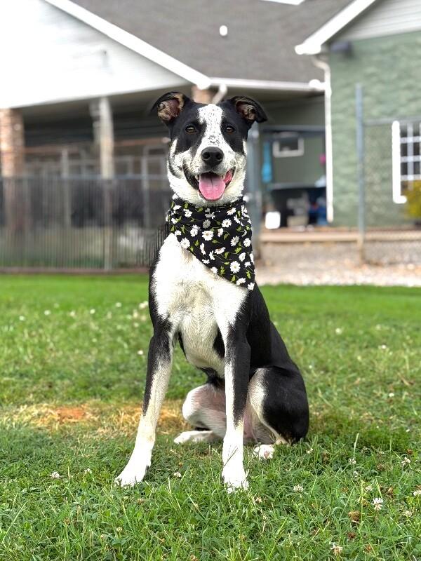 Poppy, a Adoptable Mixed Breed in Maryville, TN image 2/4