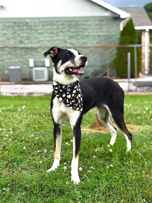 Poppy, a Adoptable Mixed Breed in Maryville, TN image 3/4
