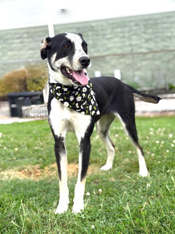 Poppy, a Adoptable Mixed Breed in Maryville, TN image 4/4