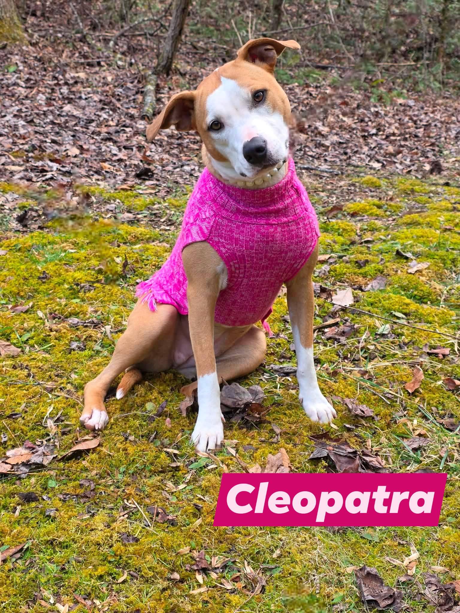 Cleopatra, ADOPTABLE, Young Female Terrier.