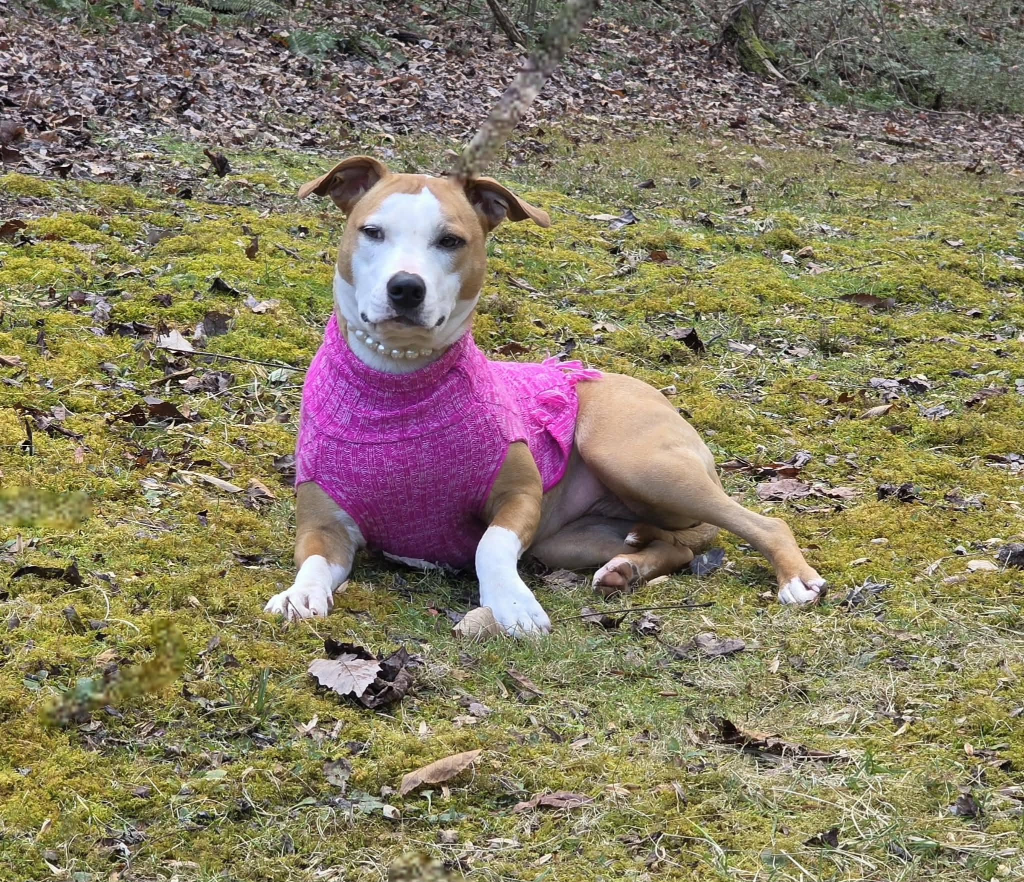 Enlarge Cleopatra, a ADOPTABLE Terrier in Sevierville, TN image 3/4