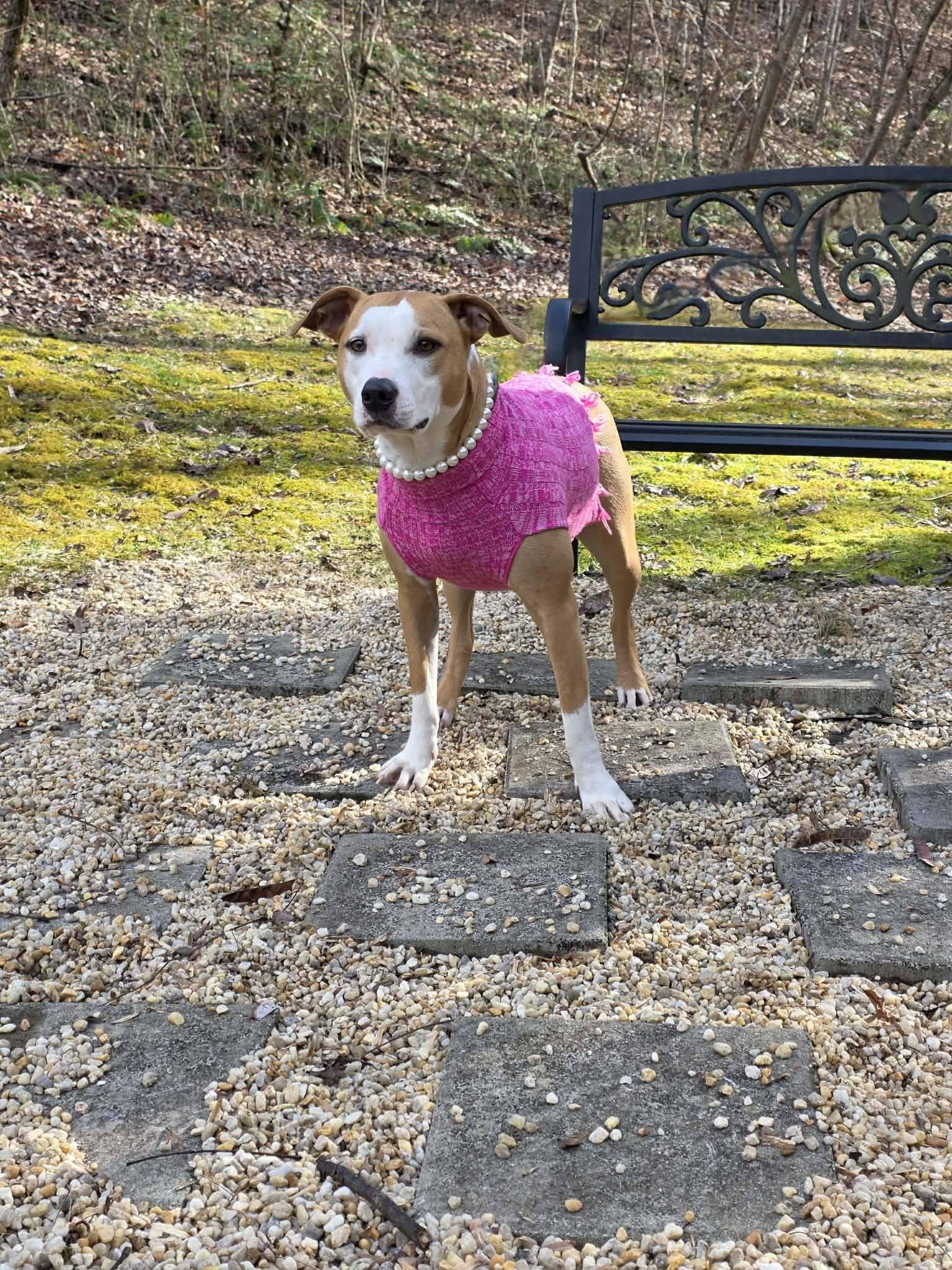 Enlarge Cleopatra, a ADOPTABLE Terrier in Sevierville, TN image 4/4