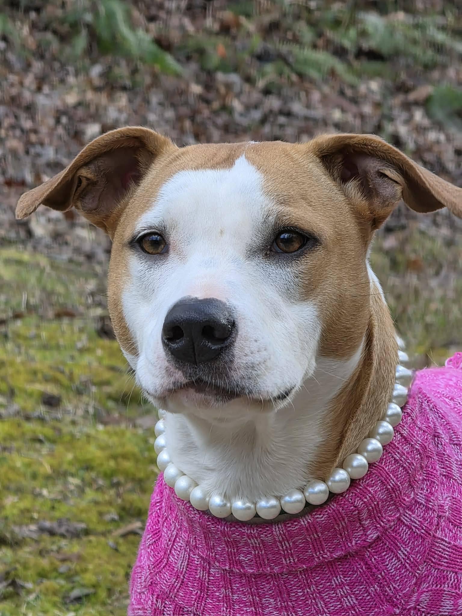 Enlarge Cleopatra, a ADOPTABLE Terrier in Sevierville, TN image 2/4