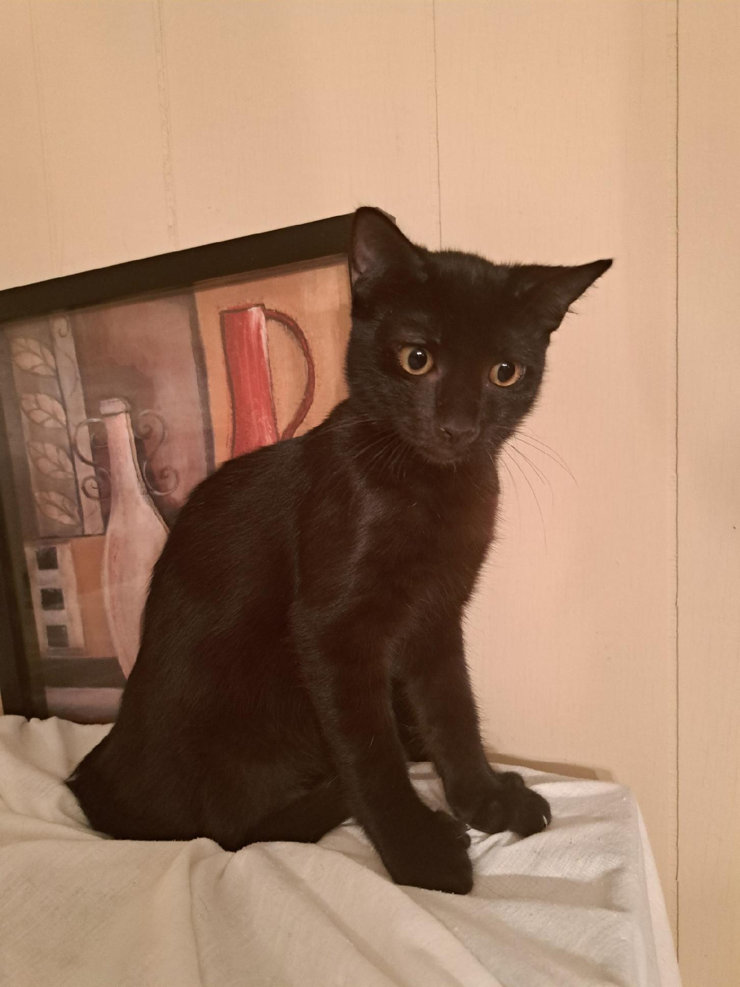 Charly, a Adoptable Domestic Short Hair in Fort Myers, FL image 1/6