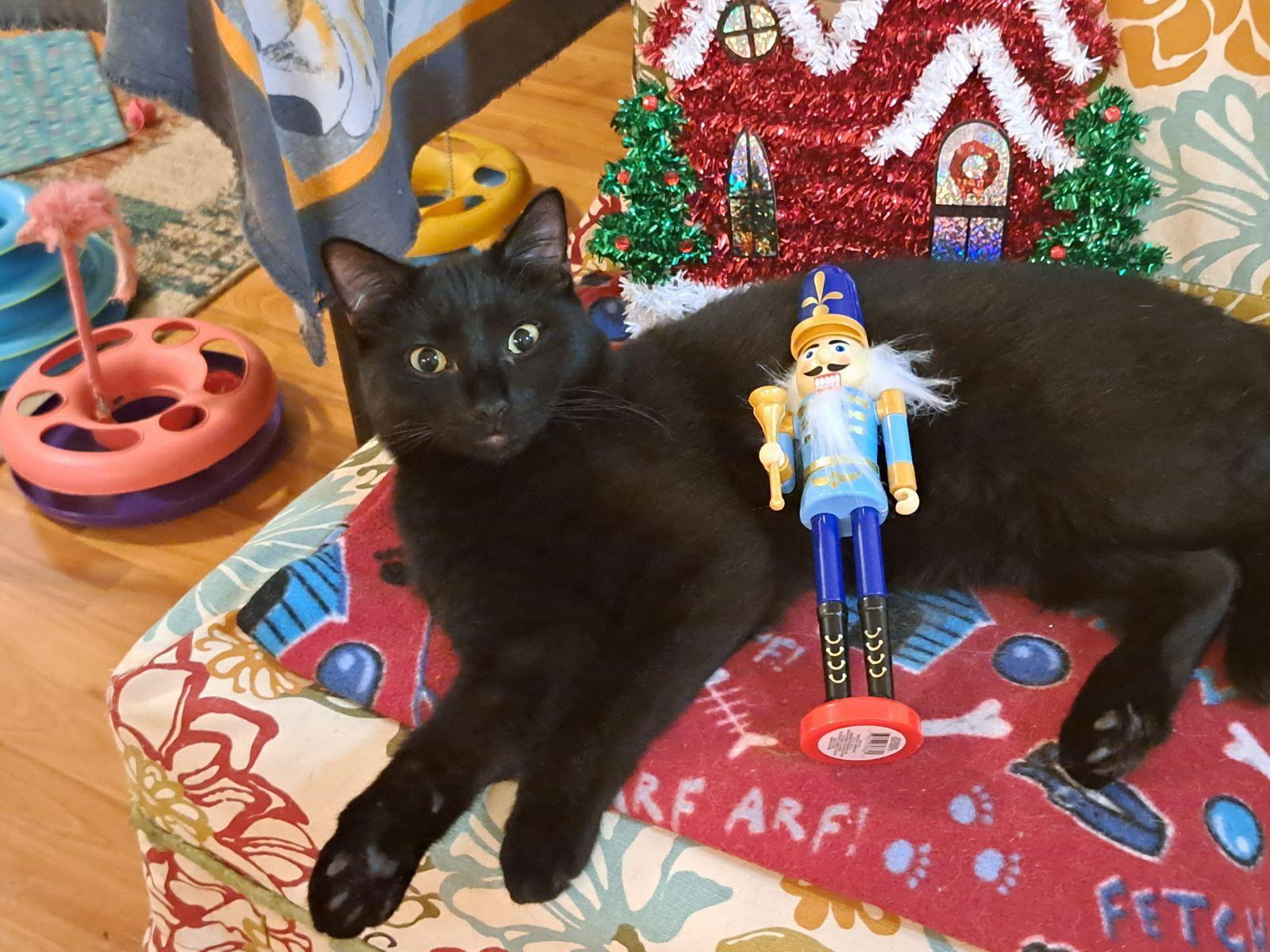 Charly, a Adoptable Domestic Short Hair in Fort Myers, FL image 2/6