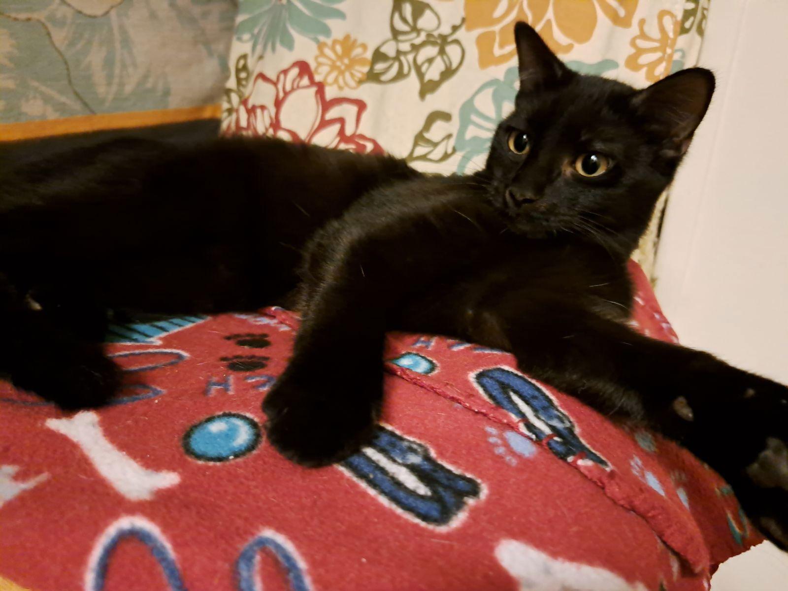 Charly, a Adoptable Domestic Short Hair in Fort Myers, FL image 3/6