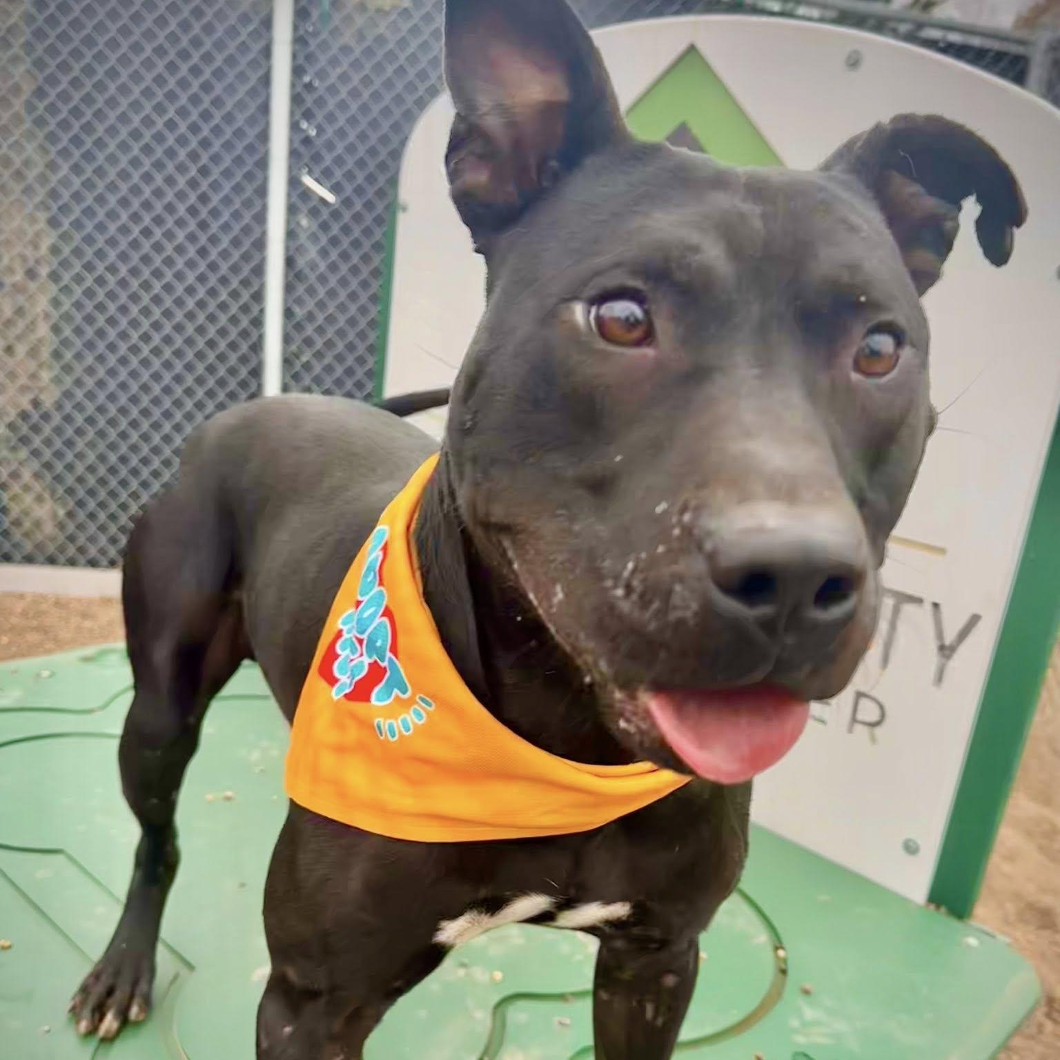Milton, an adoptable Labrador Retriever, Pit Bull Terrier in Black River Falls, WI, 54615 | Photo Image 1