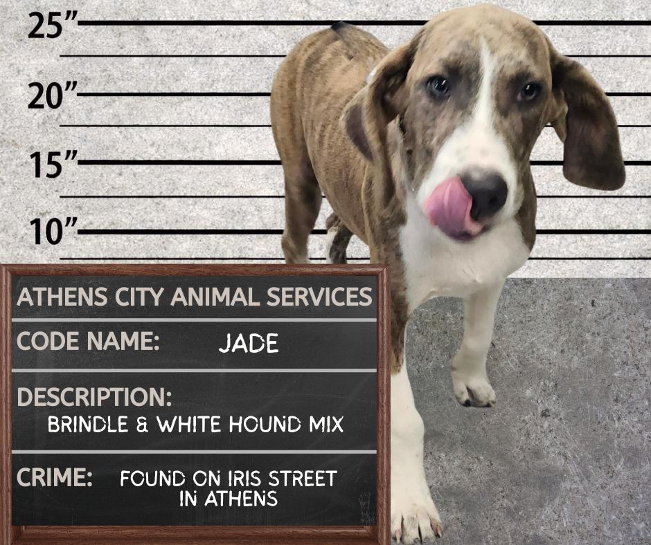 Enlarge JADE, a Adoptable mixed breed in Athens, AL image 1/1