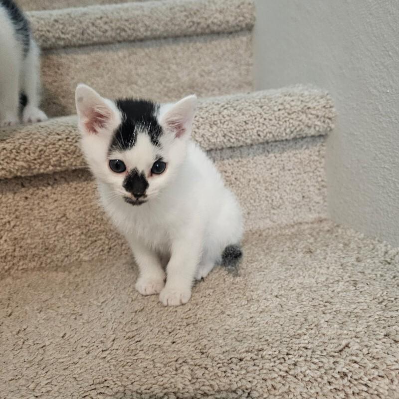Fester, a Adoptable Domestic Short Hair in Kennewick, WA image 2/2