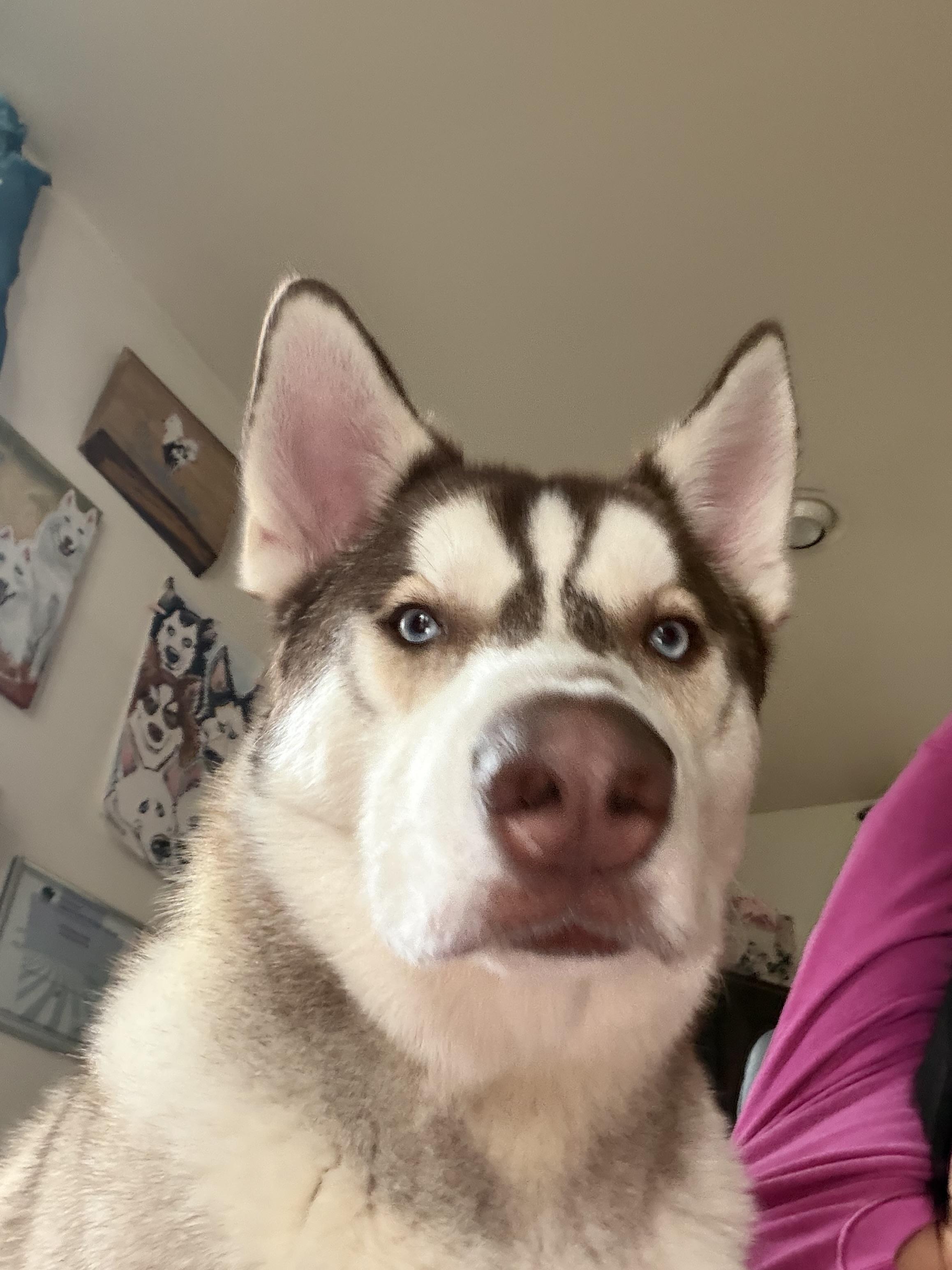 Enlarge Sunny , an adopted Siberian Husky in Spring City, PA image 2/6